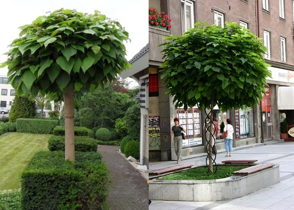 Catalpa bignonioides Nana / Gömb szivarfa
