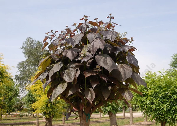 Catalpa erubescens purpurea / Piros levelű Szivarfa