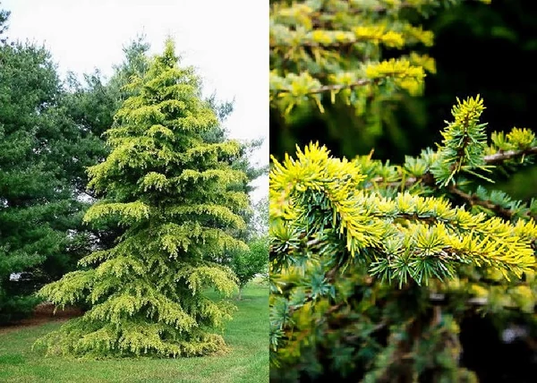 Cedrus atlantica Aurea / Arany atlasz cédrus