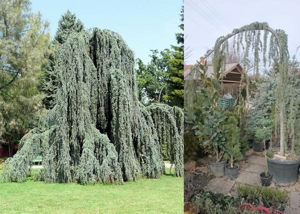 Cedrus atlantica Glauca Pendula / Csüngő atlasz cédrus