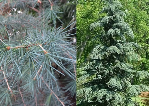 Cedrus deodara Glauca / Kék Himalájai Cédrus