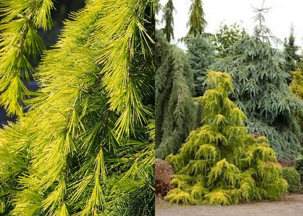 Cedrus deodara Golden Horizon / Terülő arany himalájai cédrus
