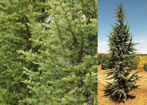 Cedrus libani Pyramidalis / Oszlopos libanoni cédrus