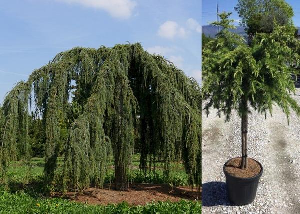Cedrus libani Sargentii pendula / Csüngő Libanoni Cédrus