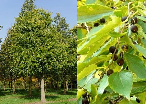 Celtis occidentalis / Nyugati ostorfa