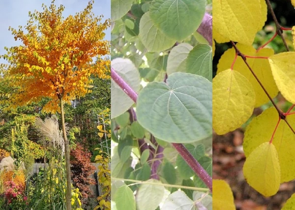 Cercidiphyllum japonicum Glowball / Kislevelű Kacsurafa