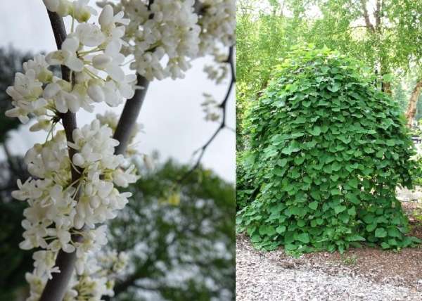 Cercis canadensis Vanilla Twist / Fehér virágú csüngő kanadai júdásfa