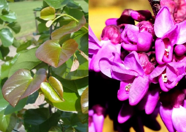 Cercis canadensis var. texensis Oklahoma / Fényeslevelű júdásfa