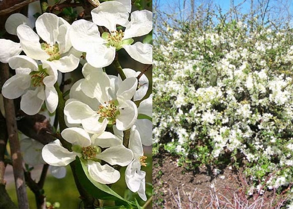 Chaenomeles speciosa Nivalis / Japánbirs fehér virágú