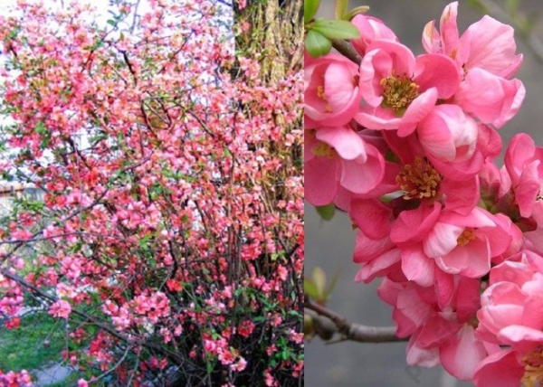 Chaenomeles superba Pink Trail / Japánbirs rózsaszín virágú