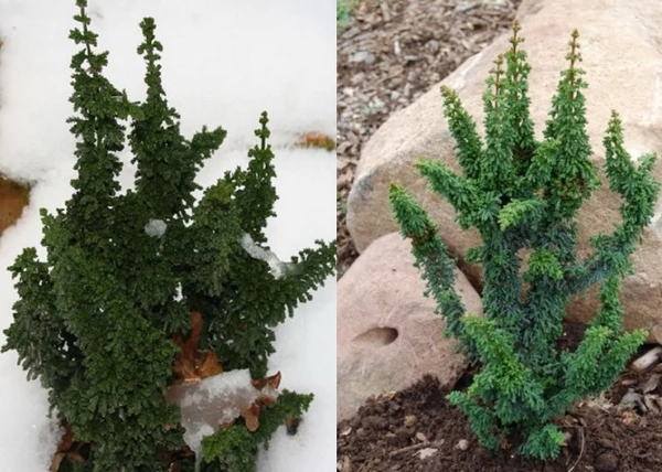 Chamaecyparis obtusa Chirimen / Törpe hinoki hamisciprus