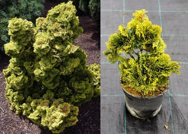 Chamaecyparis obtusa nana gracilis aurea / Hinoki hamisciprus sárga