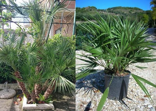 Chamaerops humilis / Törpe lószőrpálma törpe pálma