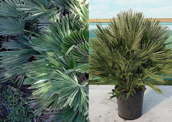Chamaerops humilis Vulcano / Vulcano európai törpepálma