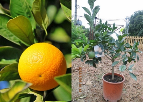 Citrus Sinensis arancio / Narancs, édes narancs