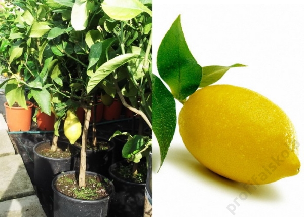 Citrus lemon, Rutaceae / Citromfa