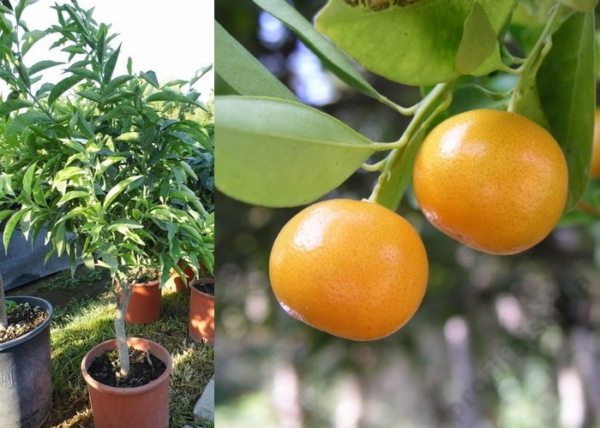 Citrus reticulata / Mandarinfa
