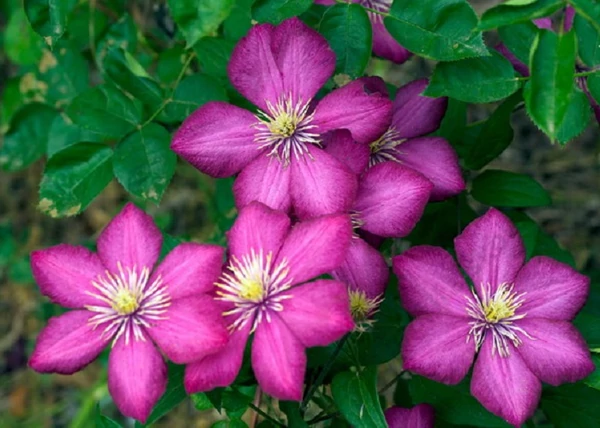 Clematis Ville de Lyon / Klemátisz Iszalag kárminpiros virágú