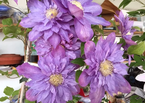 Clematis Vyvyan Pennell / Klemátisz Iszalag telt lila virágú