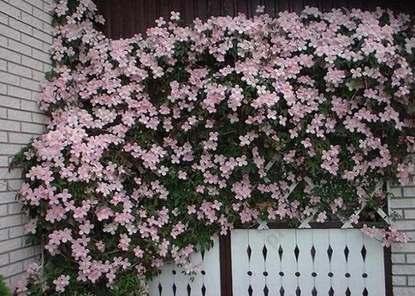 Clematis montana Rubens / Klemátisz Rubens