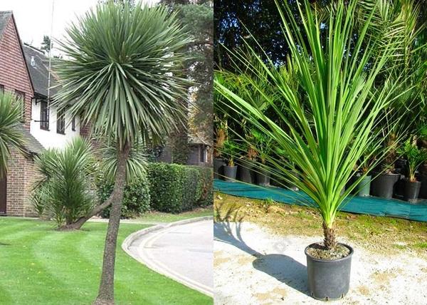 Cordyline Australis / Déli Bunkóliliom