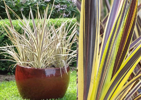 Cordyline Australis Electric Flash / Tarka levelű bunkóliliom