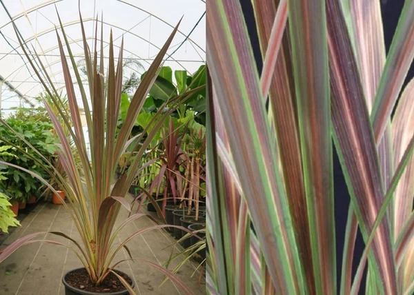 Cordyline Australis Electric Star / Tarka levelű bunkóliliom