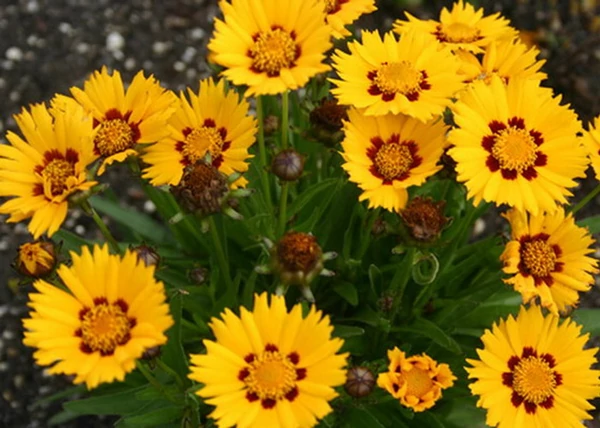 Coreopsis grandiflora sunfire / Nagyfészkű menyecskeszem
