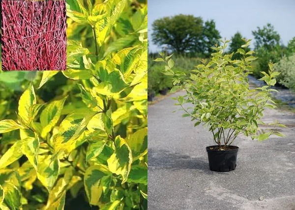 Cornus alba spaethii / Sárga tarka levelű som
