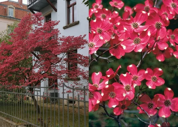 Cornus florida Cherokee Chief / Virágos som