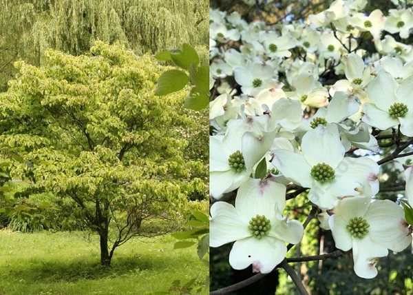 Cornus florida Rainbow / Virágos som