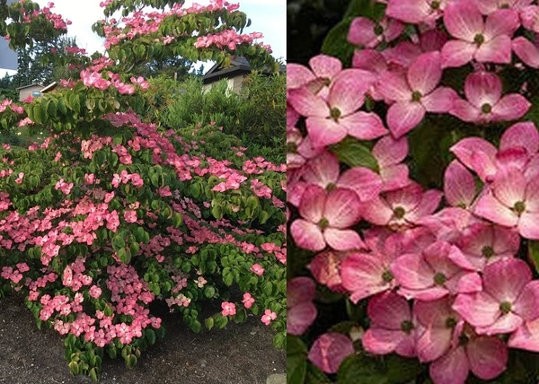 Cornus kousa Satomi / Csillagsom