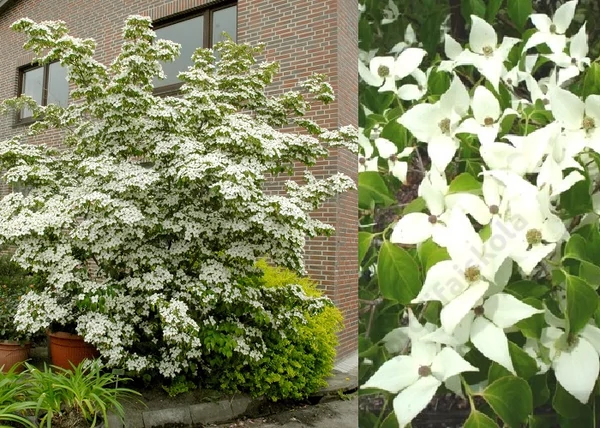 Cornus kousa Schmetterling / Csillagsom