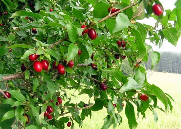 Cornus mas / Húsos som