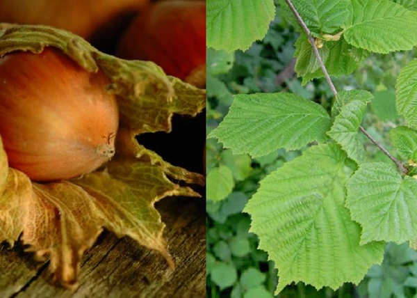 Corylus avellana Barcelona / Étkezési mogyoró