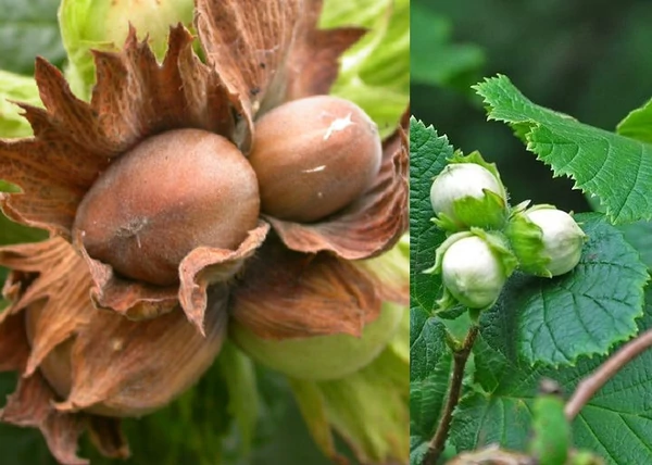 Corylus avellana Clark / Étkezési mogyoró