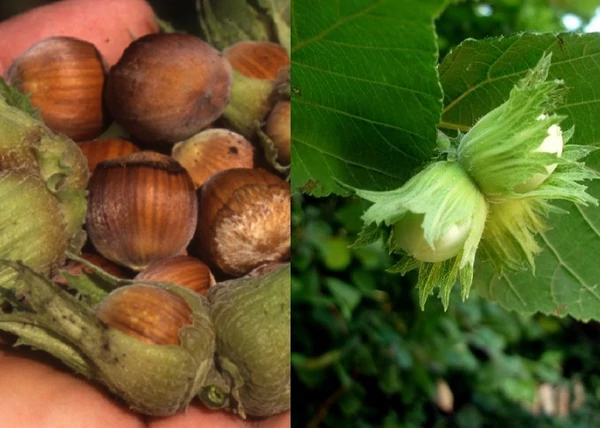 Corylus avellana Lang Tidlig Zeller / Étkezési Mogyoró