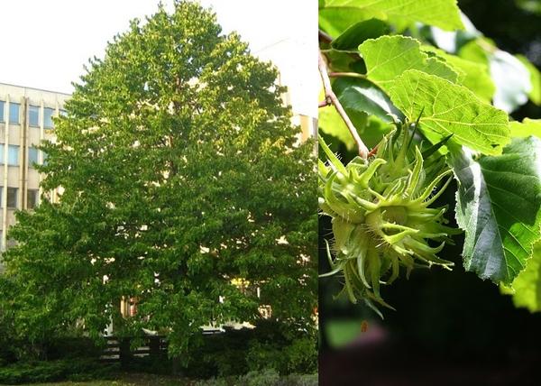 Corylus colurna / Török Mogyoró