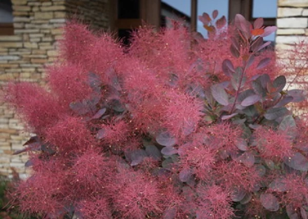 Cotinus coggygria Royal Purple / Bíbor cserszömörce