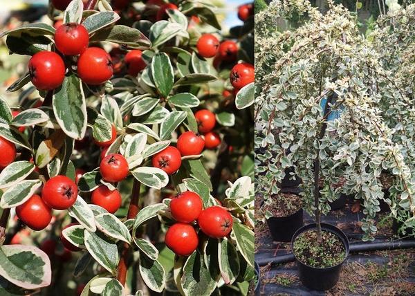 Cotoneaster Suecicus Juliette / Fehér tarka levelű madárbirs