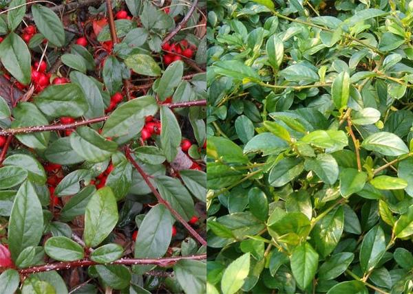 Cotoneaster hybrid Bella / Szőnyeg madárbirs Bella