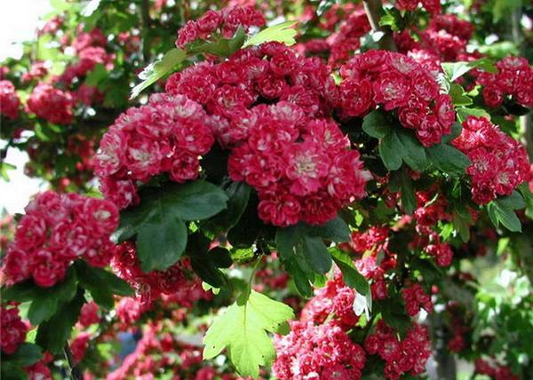 Crataegus laevigata 'Paul's Scarlet / Pirosvirágú galagonya
