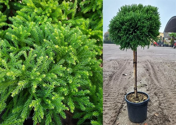 Cryptomeria japonica Globosa Nana / Törpe gömb japánciprus