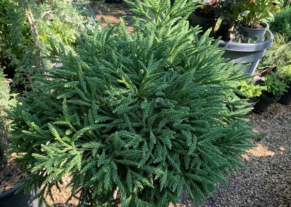 Cryptomeria japonica Little Diamond / Törpe japánciprus