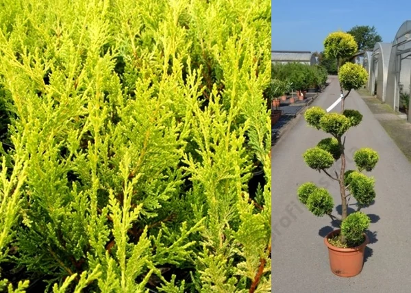 Cupressocyparis leylandii Pyramidalis Aurea / Oszlopos arany leylandi ciprus