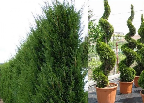 Cupressocyparis leylandii Pyramidalis / Oszlopos leylandi ciprus