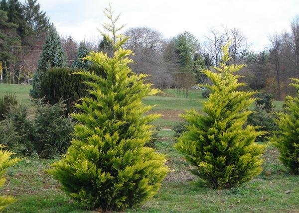 Cupressocyparis leylandii gold rider / Leylandi ciprus sárga