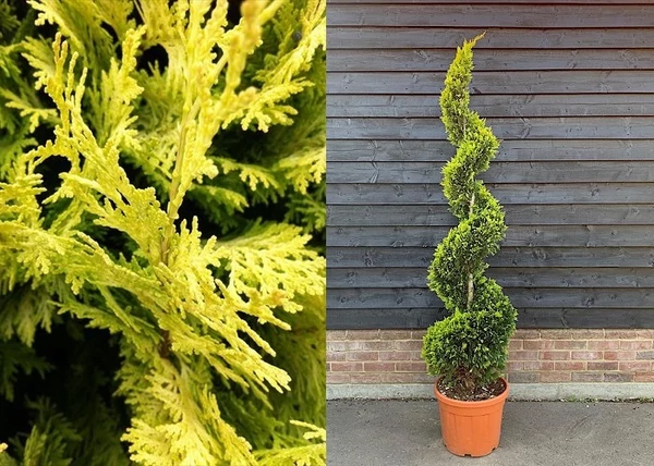 Cupressocyparis leylandii gold rider / Leylandi ciprus sárga