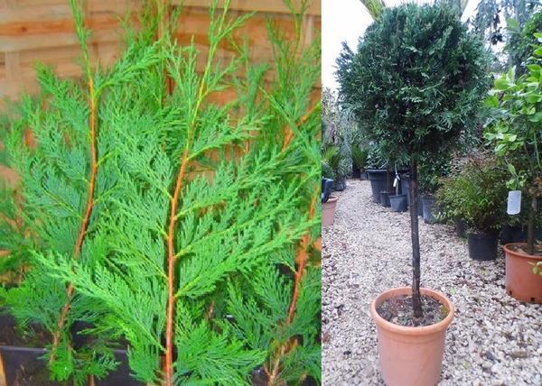 Cupressocyparis leylandii / leylandi ciprus
