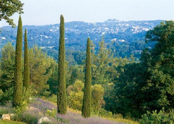 Cupressus sempervirens pyramidalis / Olasz ciprus